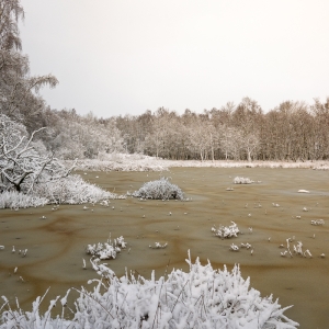 wyldemerk_w-8