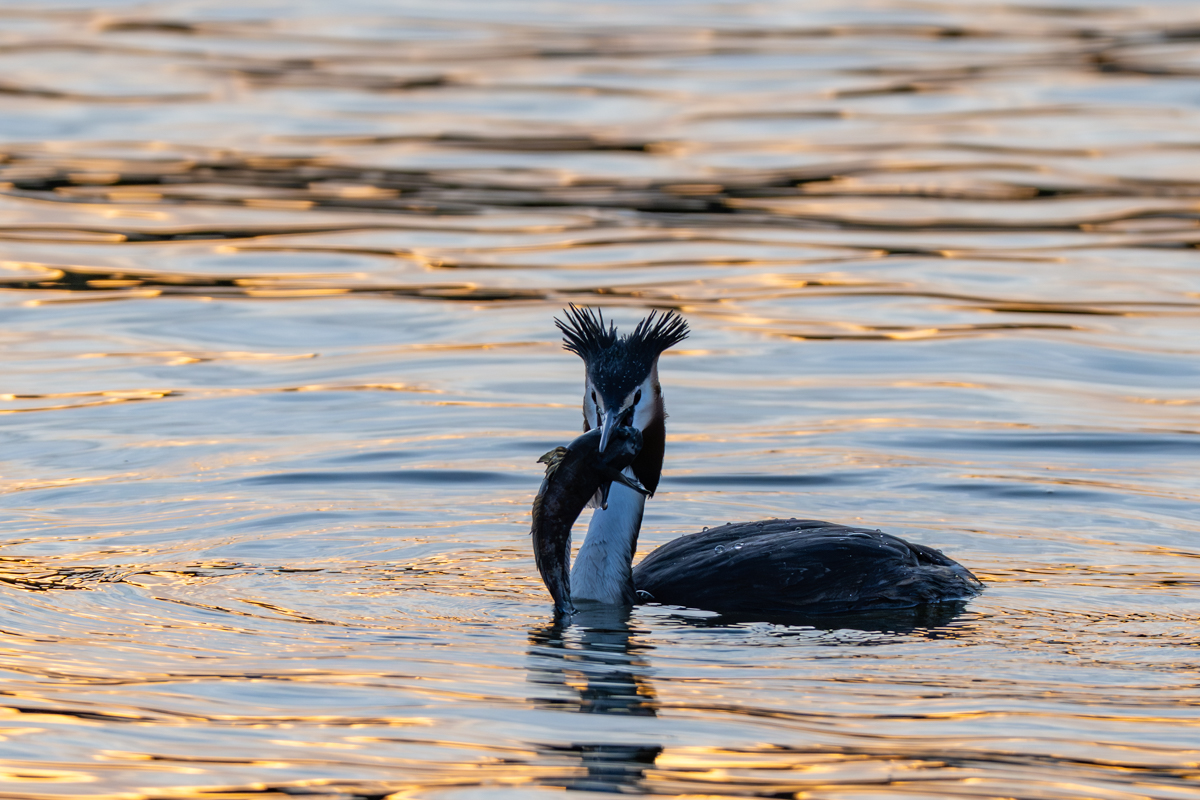Fuut