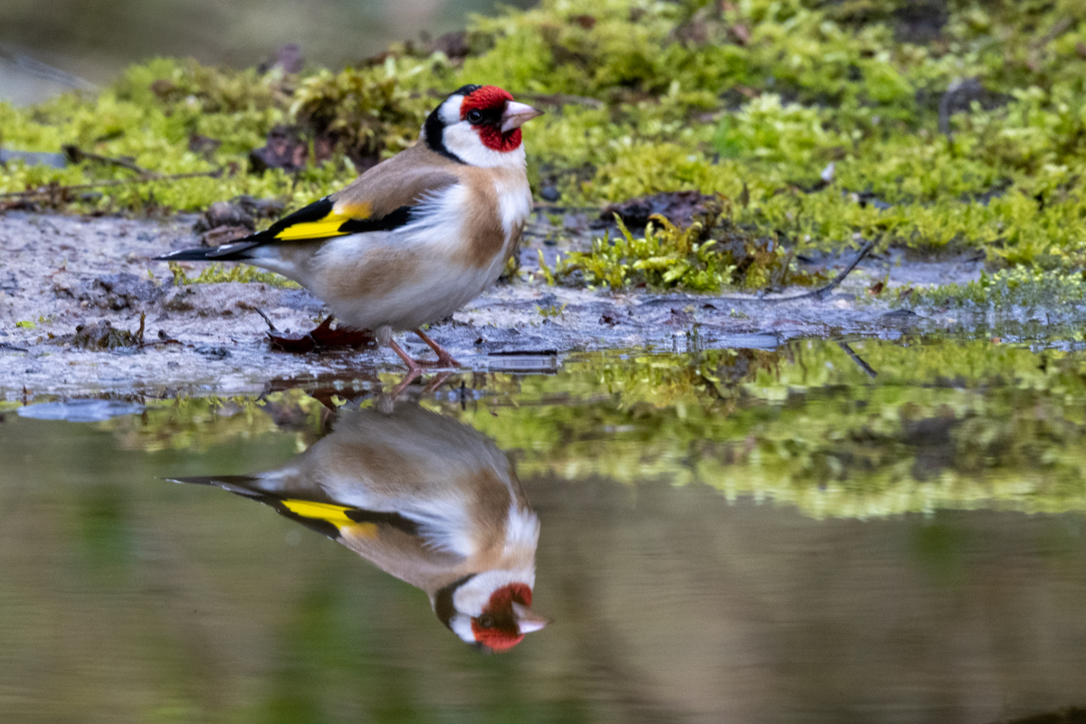Natuur- of dierenfoto bij de introductie