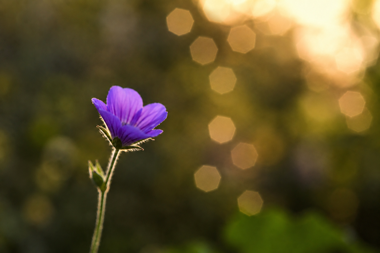 bokeh hoekig