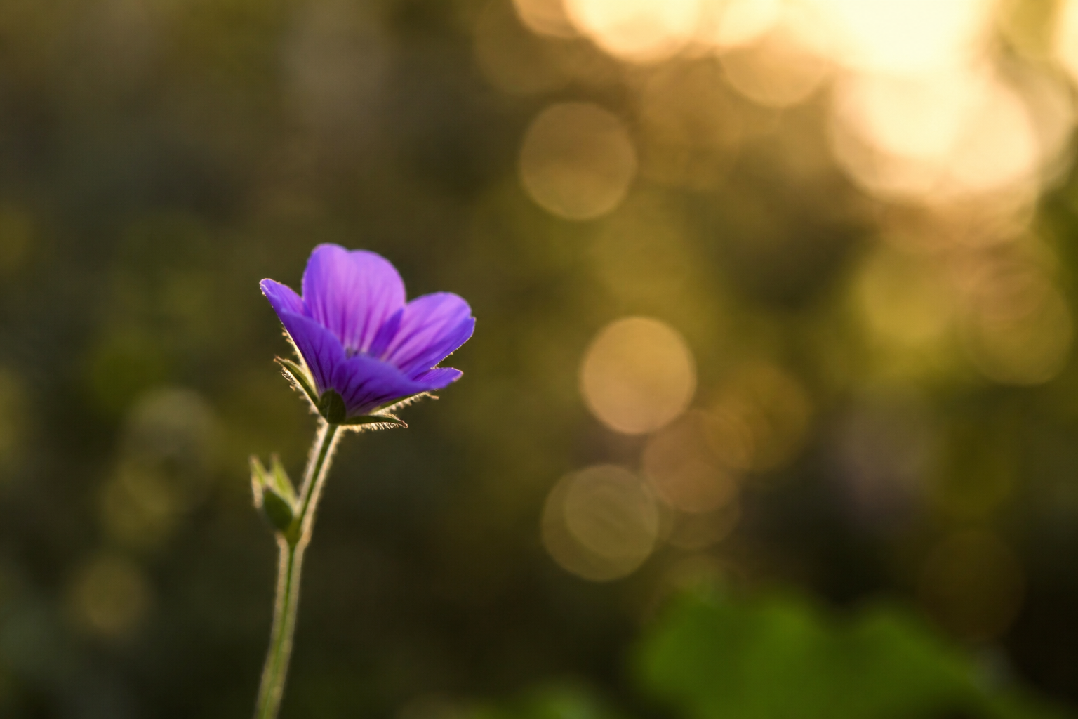 bokeh rond