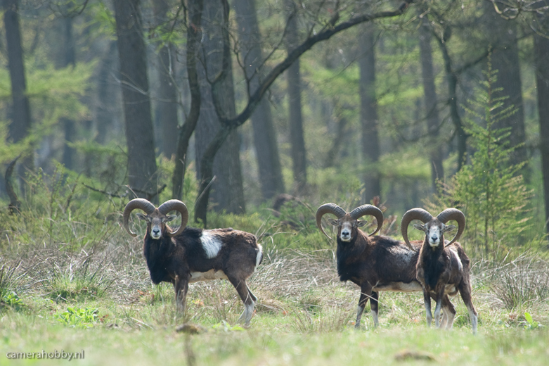 Moeflons op de Veluwe