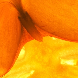 macro-2