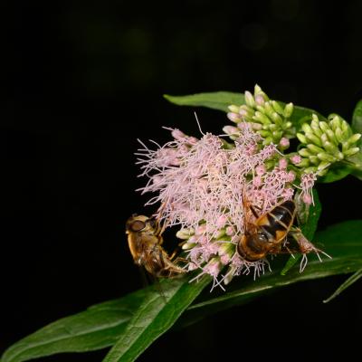 Wyldemerk 20