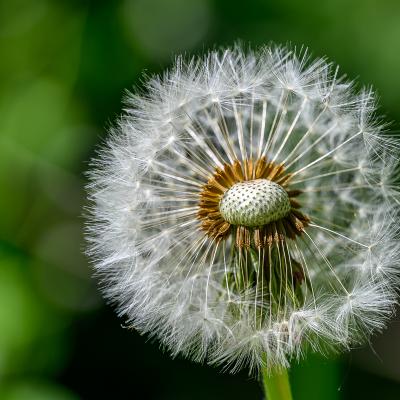 Wyldemerk 55