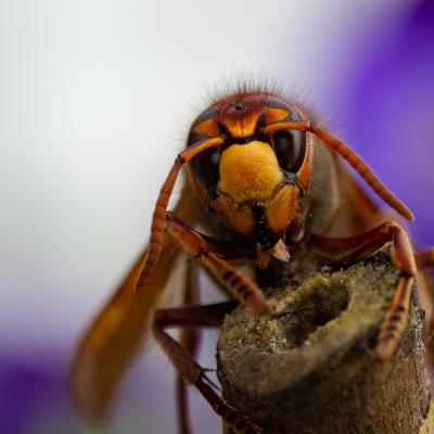 Macro 10