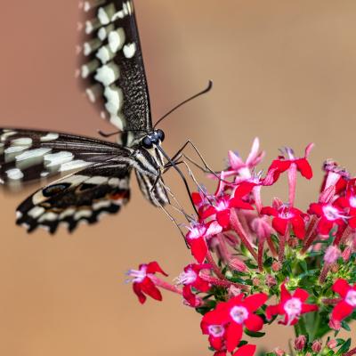 Macro 17