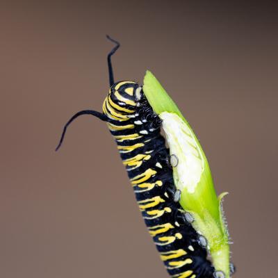 Macro 18