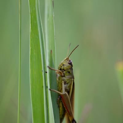 Macro 22