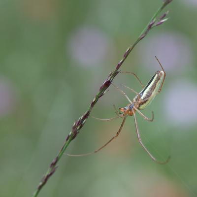 Macro 24