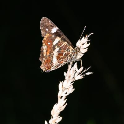 Macro 37