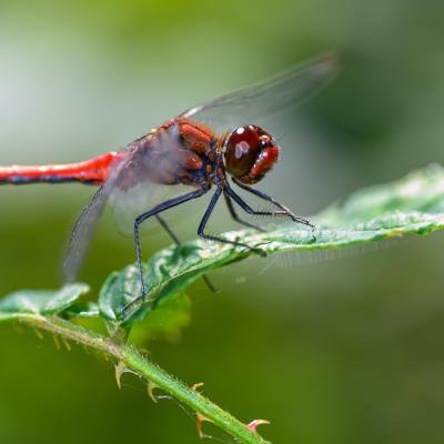 Macro 39