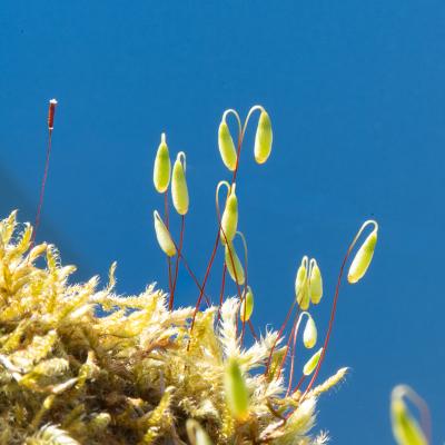Macro 54