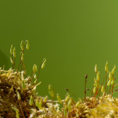 Macro 55