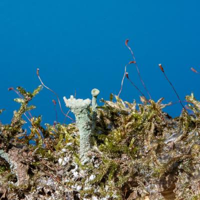 Macro 56