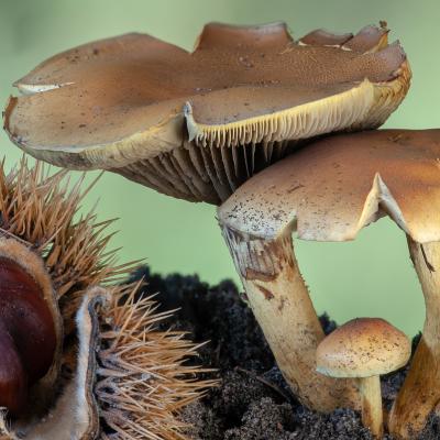 Macro 5