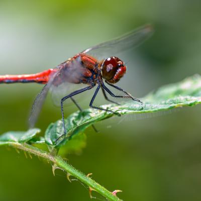 Macro