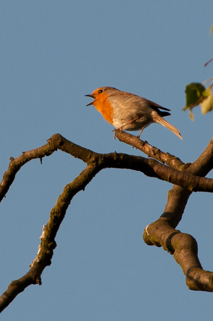 Zingende Roodborst in de avond zon