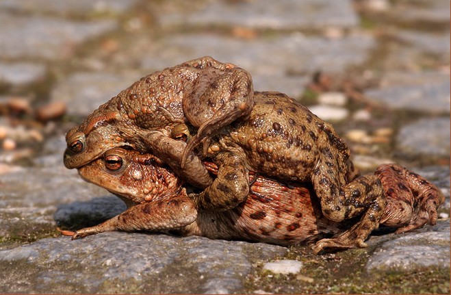 Amplexus (paargreep)