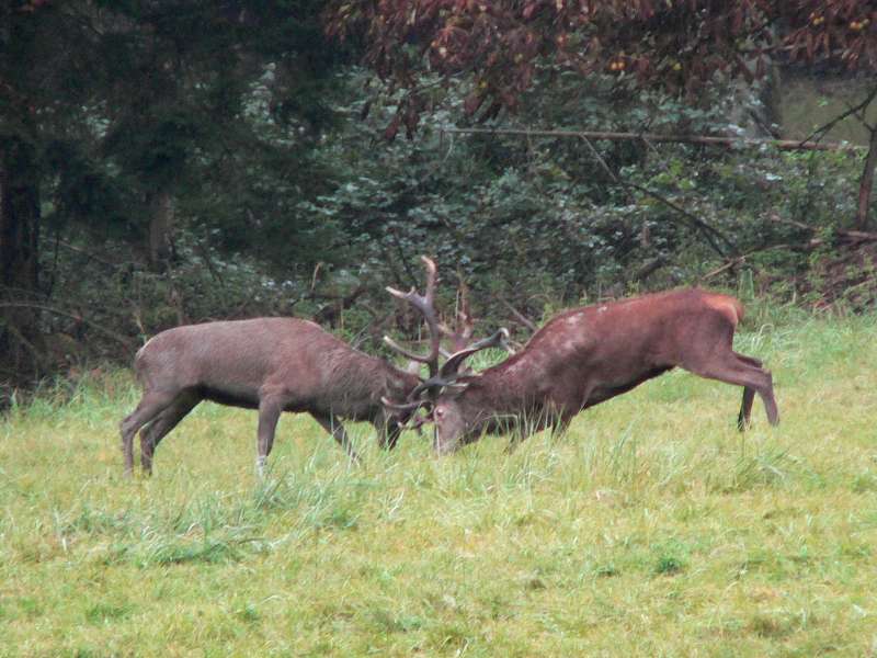 Twee vechtende Edelherten